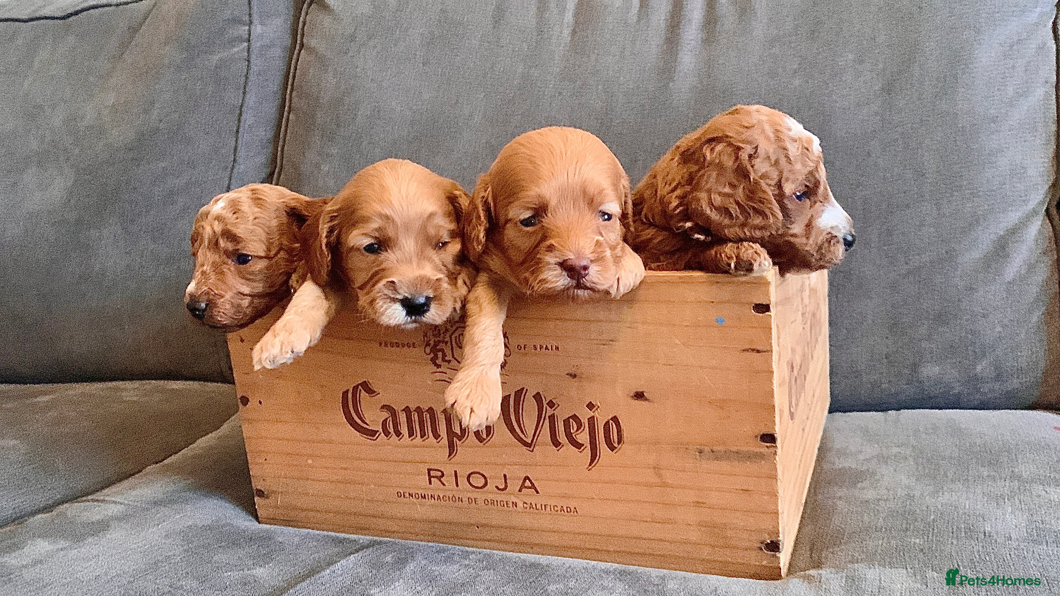 Cockapoo dogs Cockapoo - Advert 1