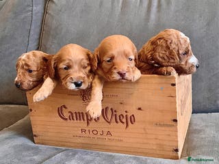 Cockapoo dogs Cockapoo - Advert 1