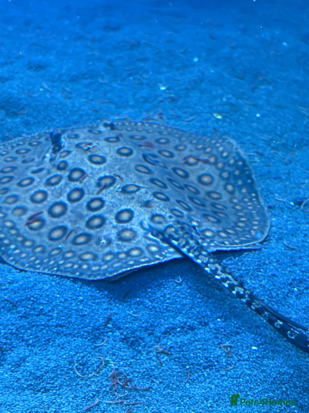 Other/Mixed Breed fish for sale: Stingray/ Turtles/ Fish - Advert 2