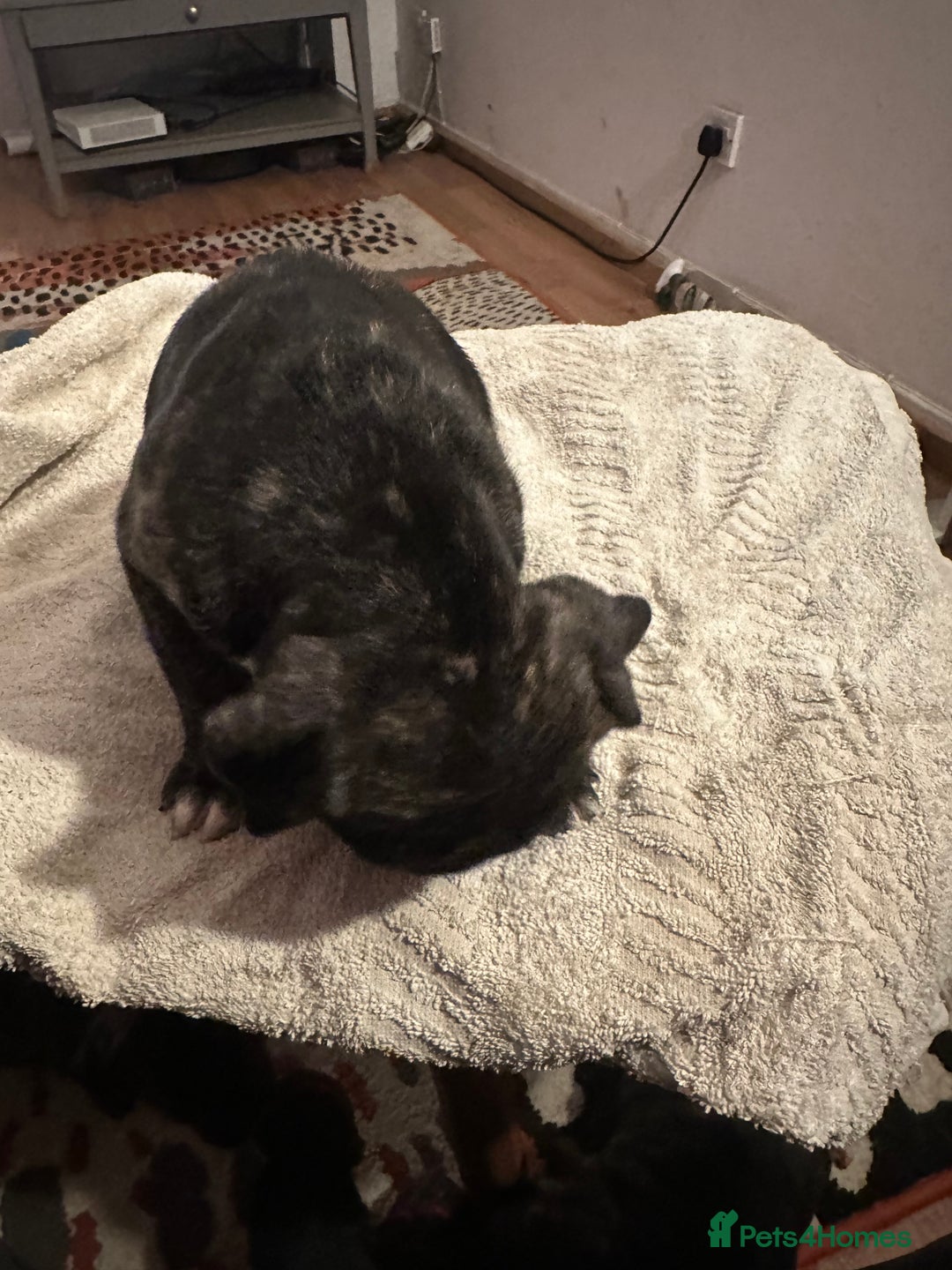 Mixed Breed dogs for sale: Beautiful staffy puppies looking for forever home  - Advert 33