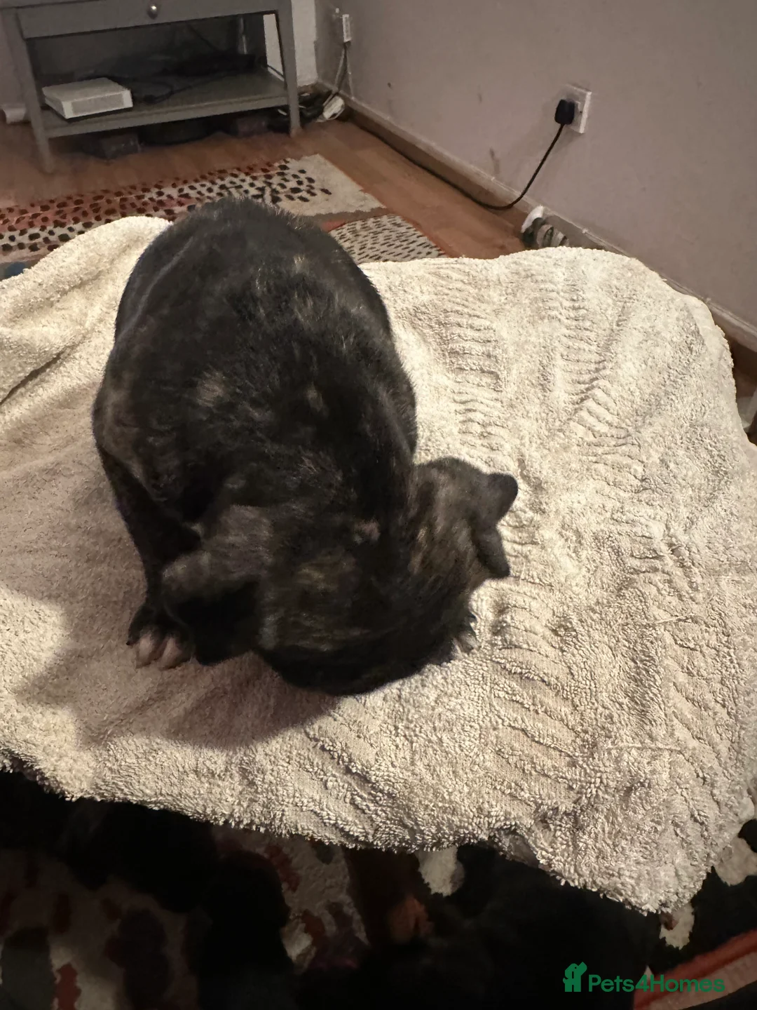 Mixed Breed dogs for sale: Beautiful staffy puppies looking for forever home  - Advert 33