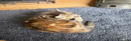 Mixed Breed cats for sale: Gorgeous kittens - Advert 13