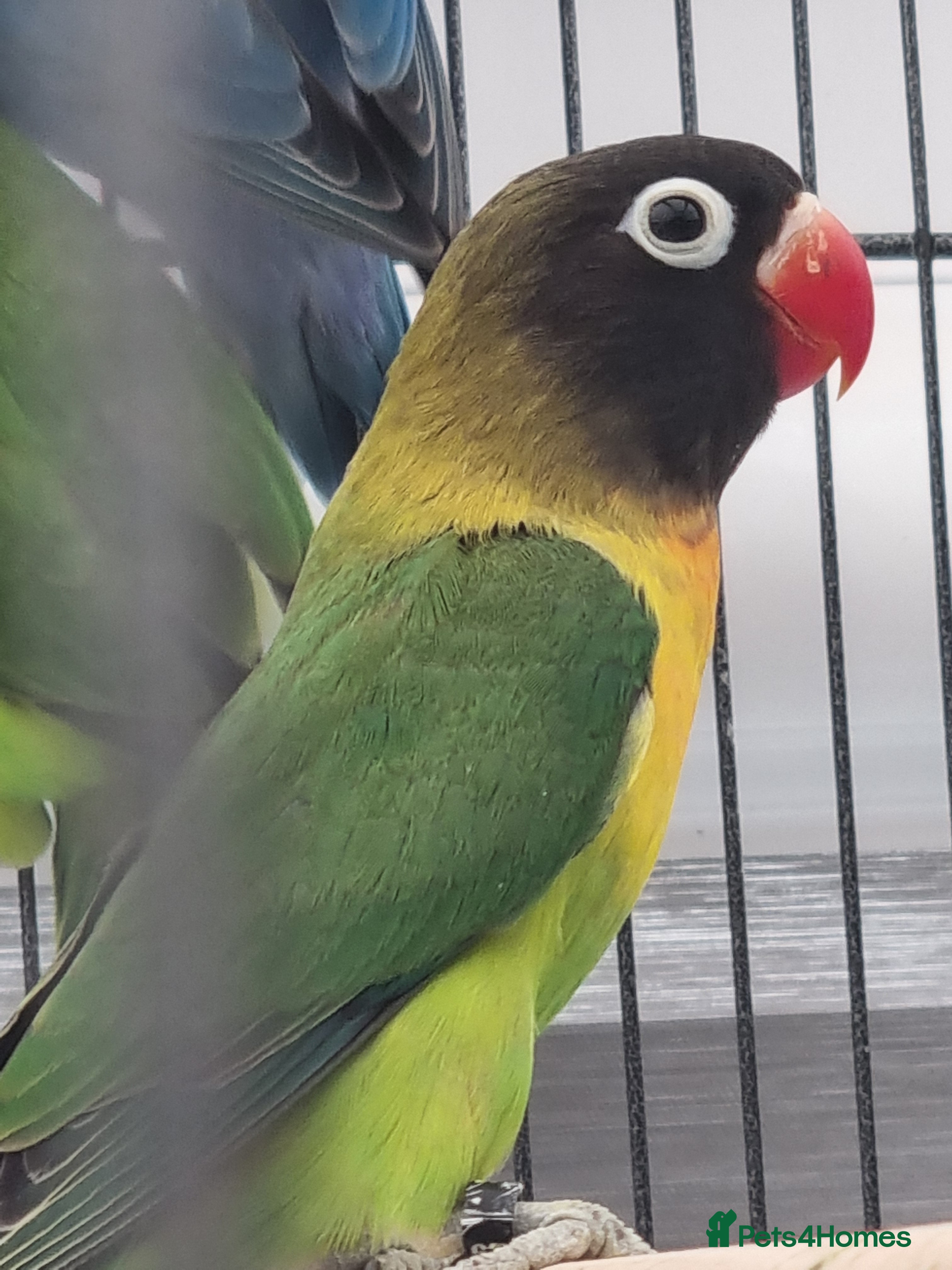 Lovebirds birds Blackmasked baby lovebird for sale.  - Advert 9