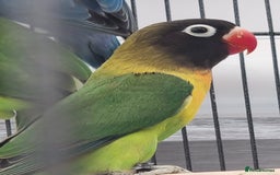 Lovebirds birds for sale: Blackmasked and Lilianae baby lovebird for sale.  - Image 4