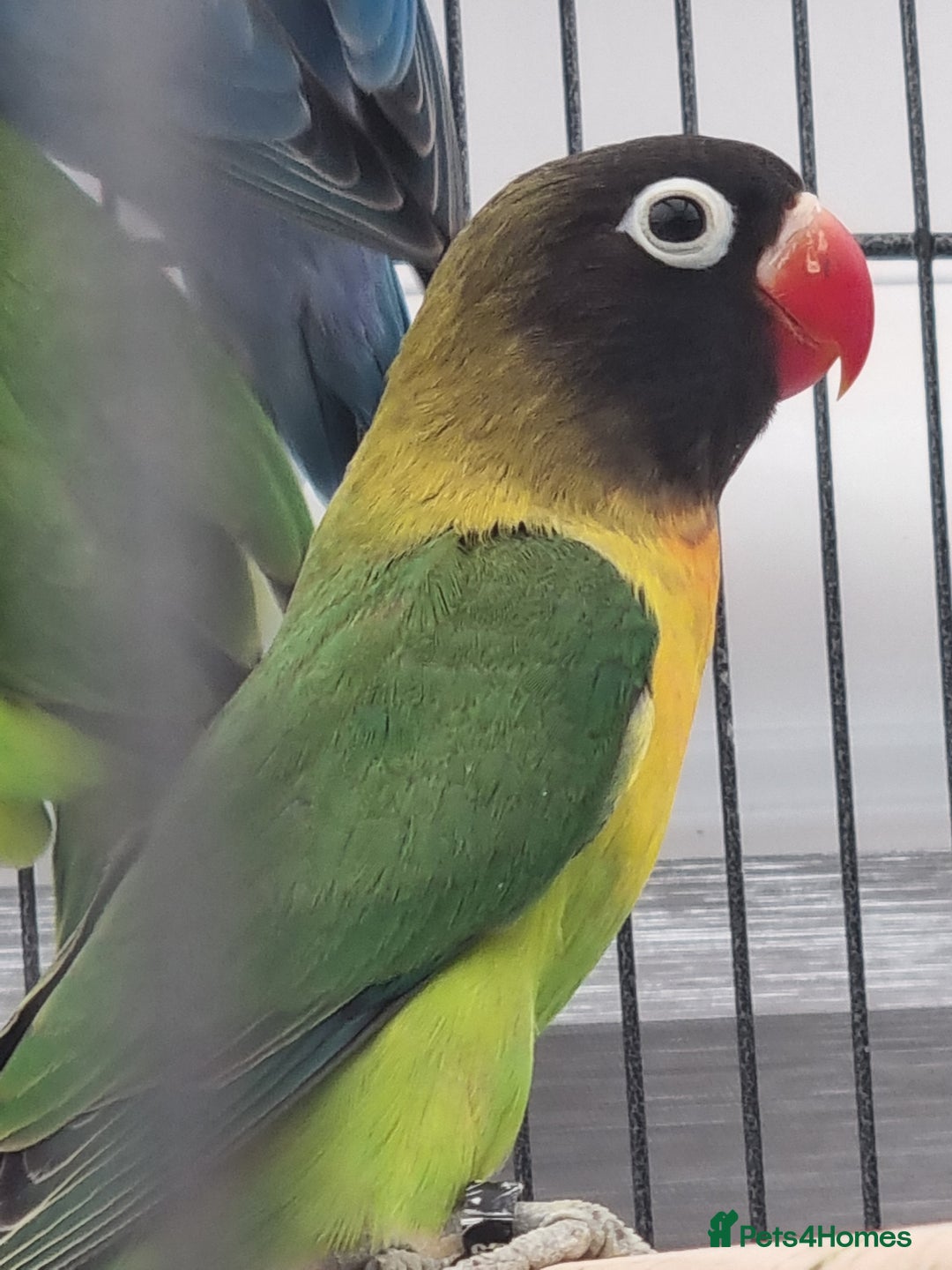 Lovebirds birds for sale: Blackmasked and Lilianae baby lovebird for sale.  - Image 4