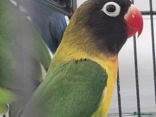 Lovebirds birds Blackmasked baby lovebird for sale. - Advert 7