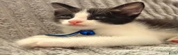 British Shorthair cats for sale: Black & white boy and girl kittens  - Advert 9