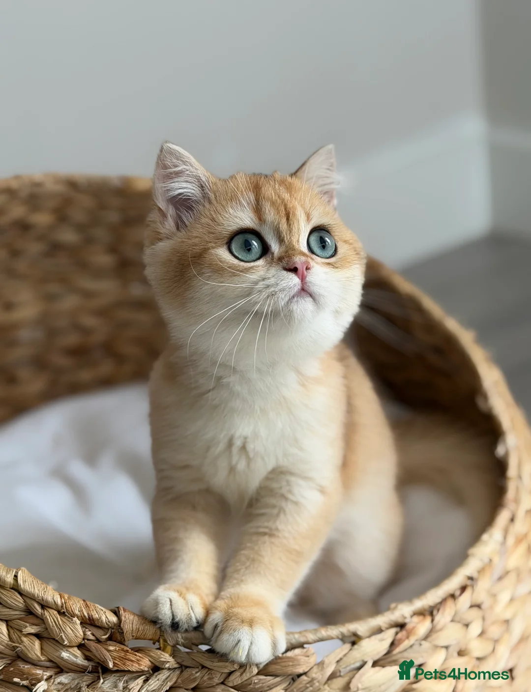 British Shorthair cats for sale: British Shorthair Golden Boy  - Advert 9