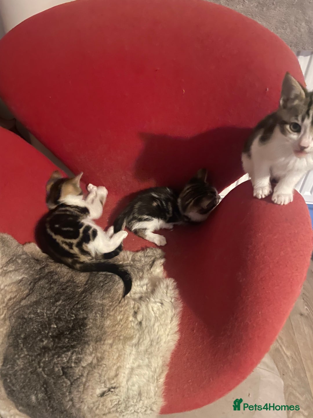 Bengal cats for sale: Gorgeous Half Bengal Female - Image 7