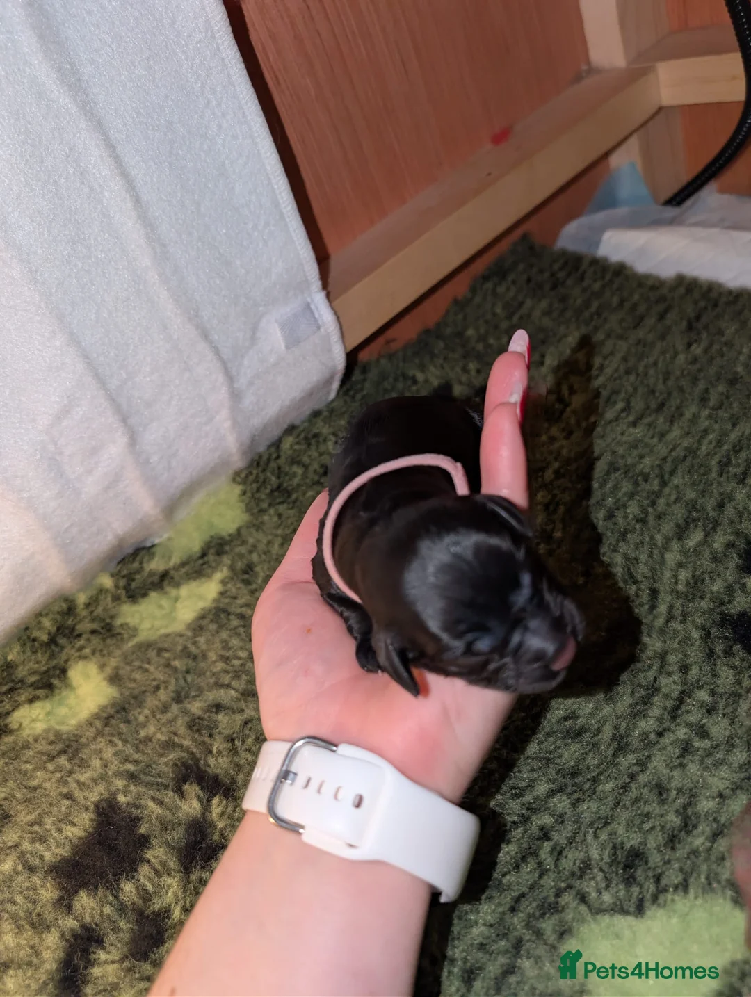 Sproodle dogs for sale: Sproodle f1b puppies - Advert 25