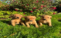Labrador Retriever dogs for sale: KC Registered Fox Red Labrador Puppies  - Image 5