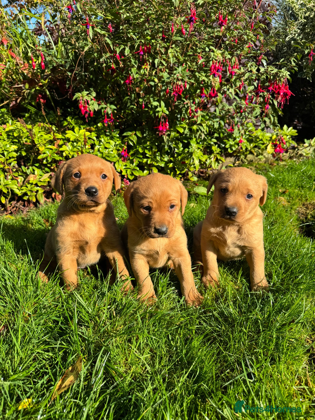 Labrador Retriever dogs for sale: KC Registered Fox Red Labrador Puppies  - Image 5