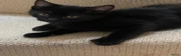 Mixed Breed cats for sale: One lovely kitten - Advert 5