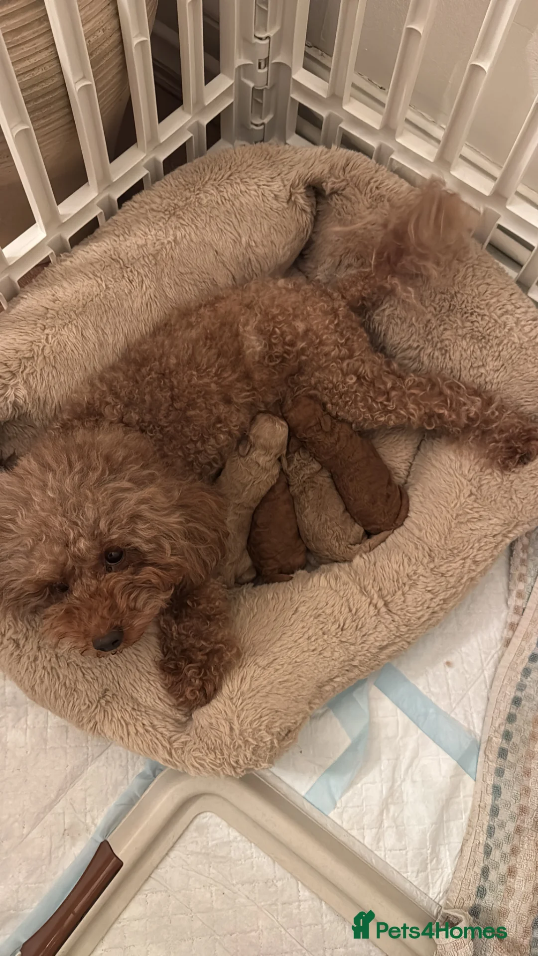 Toy Poodle dogs for sale: 5 star Toy Poodle Puppies KC Registered 4 Girls  - Advert 5