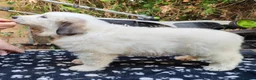 Pyrenean Mountain Dog dogs for sale: 3 bitches and 1 dog available, home reared litter in Weston-super-Mare - Advert 7