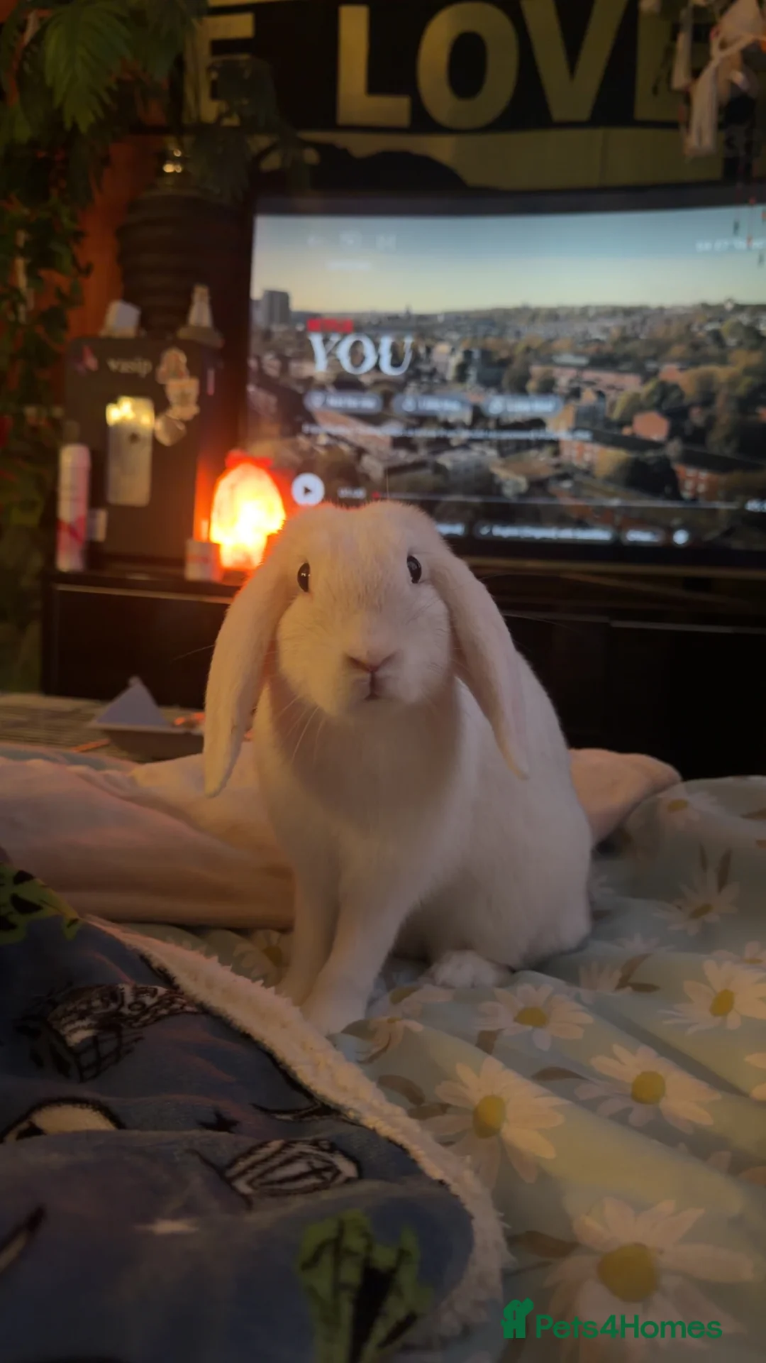 English rabbits for sale: rabbit  in Bootle - Advert 1