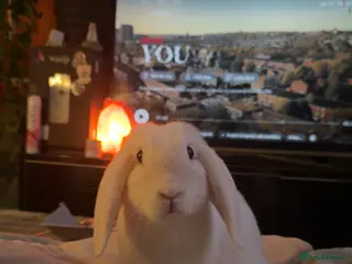 English rabbits rabbit - Advert 1