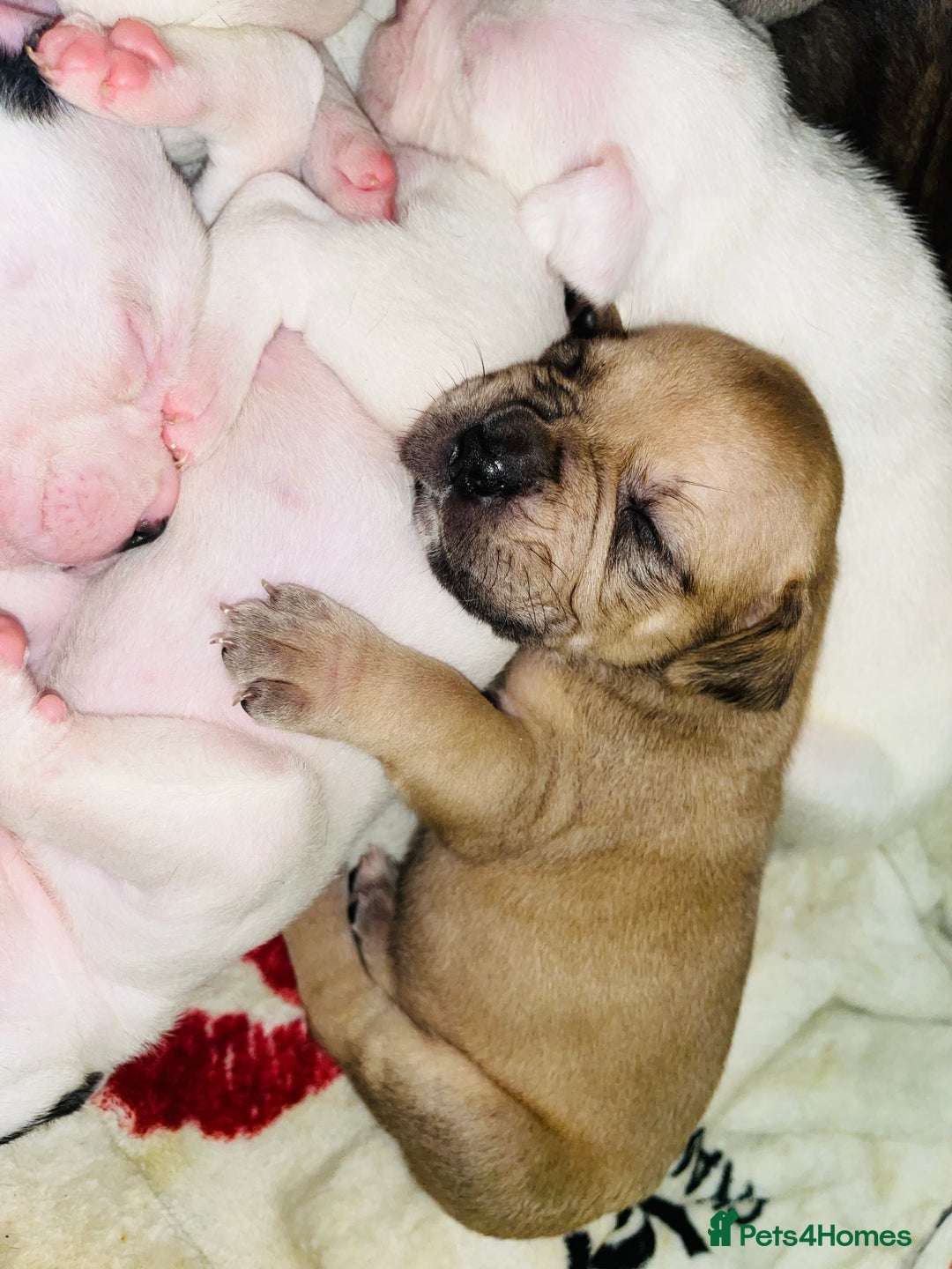 American Bull Staffy dogs for sale: Beautiful American bulldog x staff puppies   - Image 28