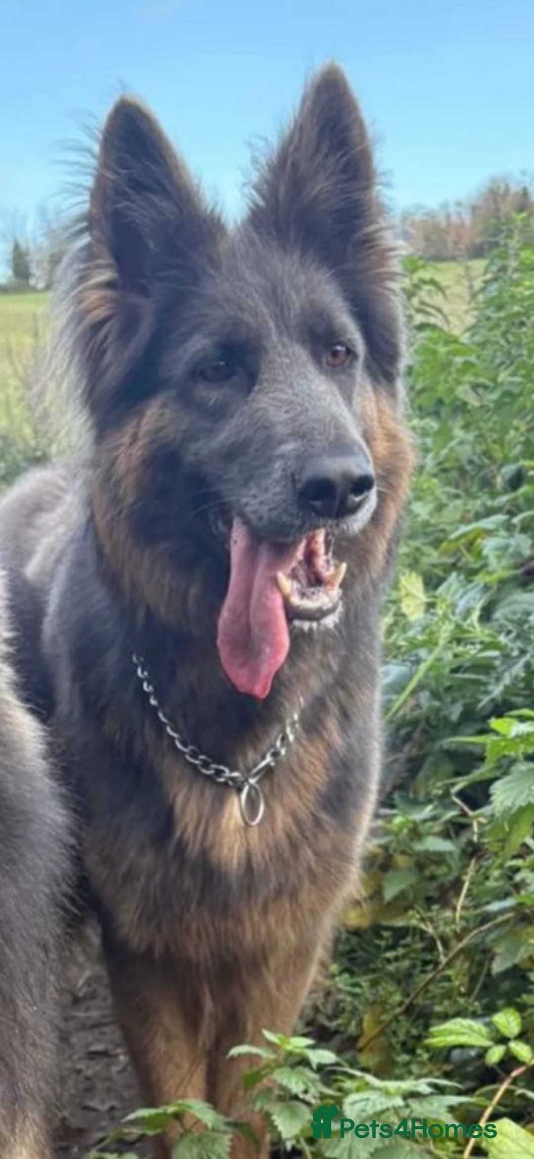 German Shepherd dogs for sale: Blue/Tan Puppies  in Dartford - Advert 38