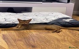 Abyssinian cats for stud: Champion line Aby boy for stud in Romford - Image 29