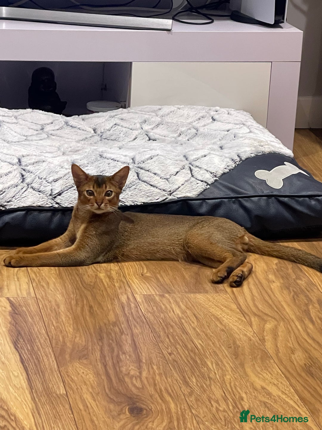 Abyssinian cats for stud: Champion line Aby boy for stud in Romford - Image 29