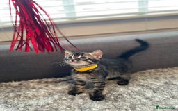 Bengal cats for sale: Charcoal Bengal kitten  - Image 13