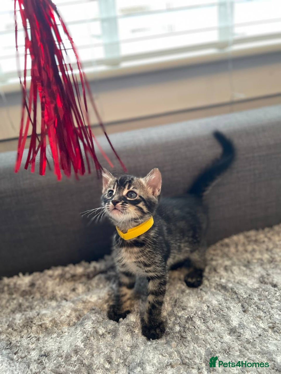 Bengal cats for sale: Charcoal Bengal kitten  - Image 13