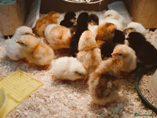 Chickens poultry Chick's for sale - Advert 17