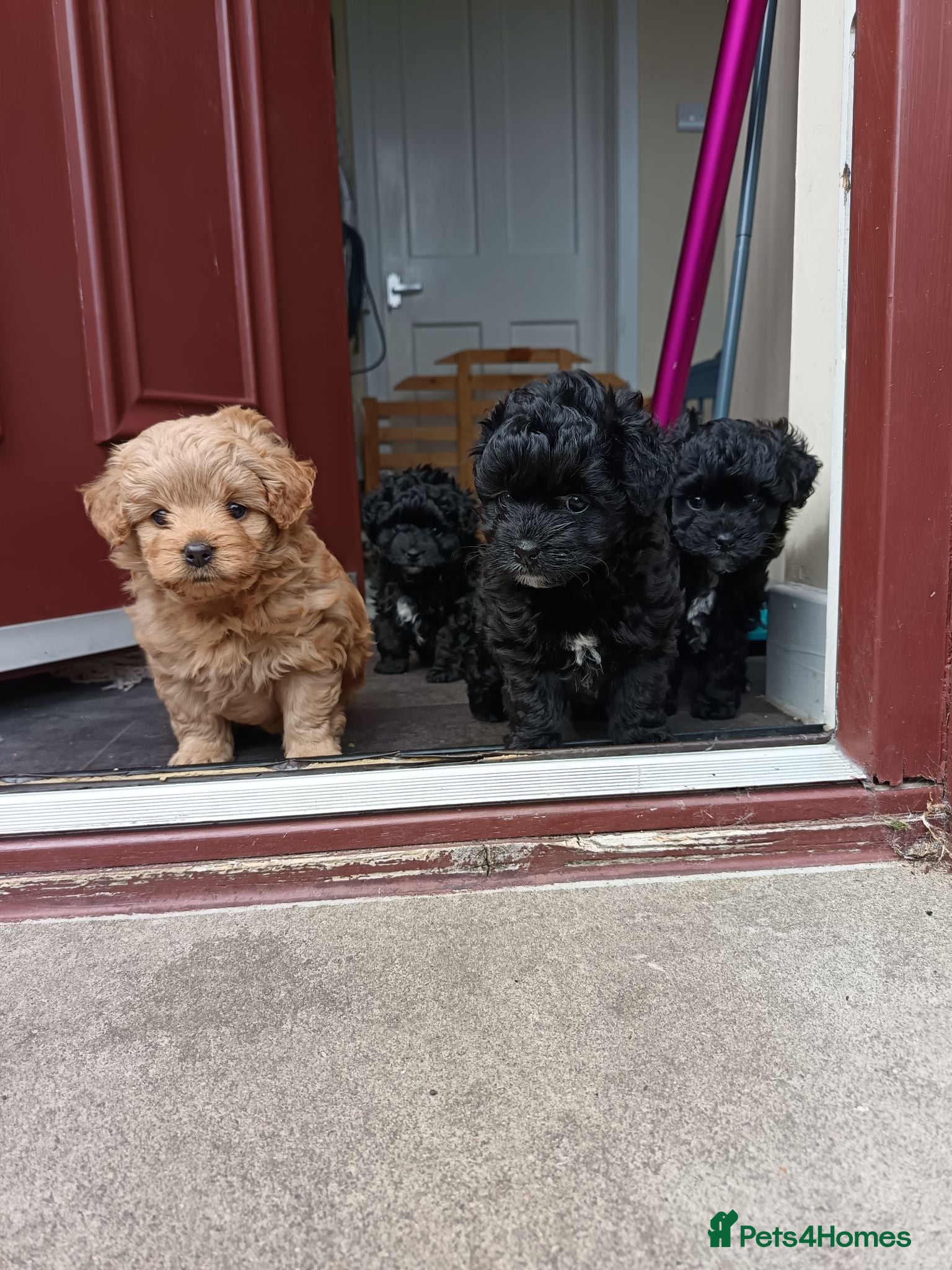 Pomapoo dogs Goldilocks and 3 little  curly black bears.  - Advert 17