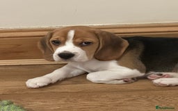 Beagle dogs for sale: Chunky tri-coloured beagle puppy - Image 3