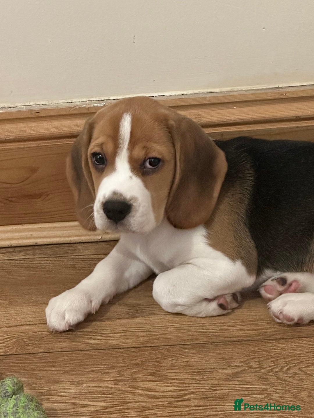 Beagle dogs for sale: Chunky tri-coloured beagle puppy - Image 3