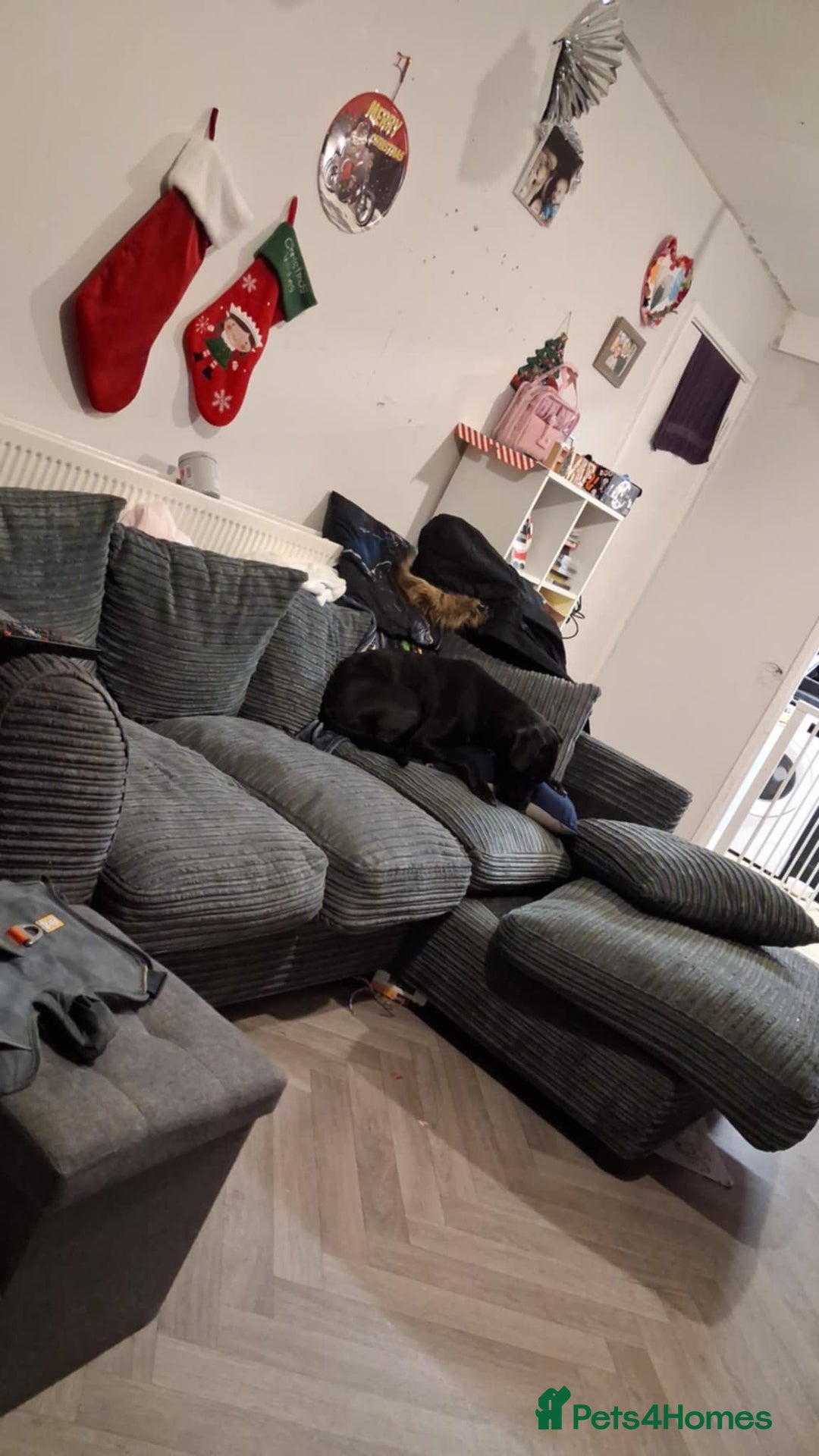 Mixed Breed dogs for sale: Male 2 years old Staffy cross Labrador’s  - Advert 4