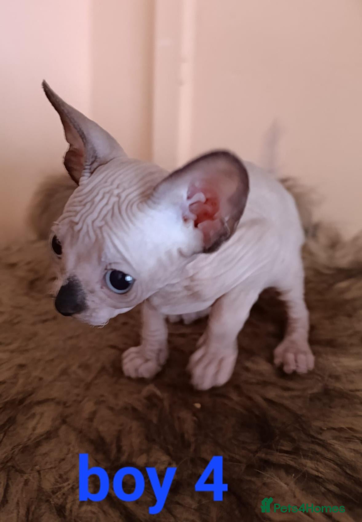 Sphynx cats Beautiful Sphynx kittens for sale - Advert 1