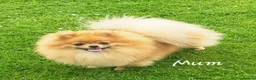 Pomeranian dogs for sale: *Beautiful dna clear pedegree boy pomeranian* - Advert 9
