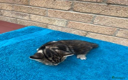British Shorthair cats for sale: Multicoloured tabby kittens  - Image 6
