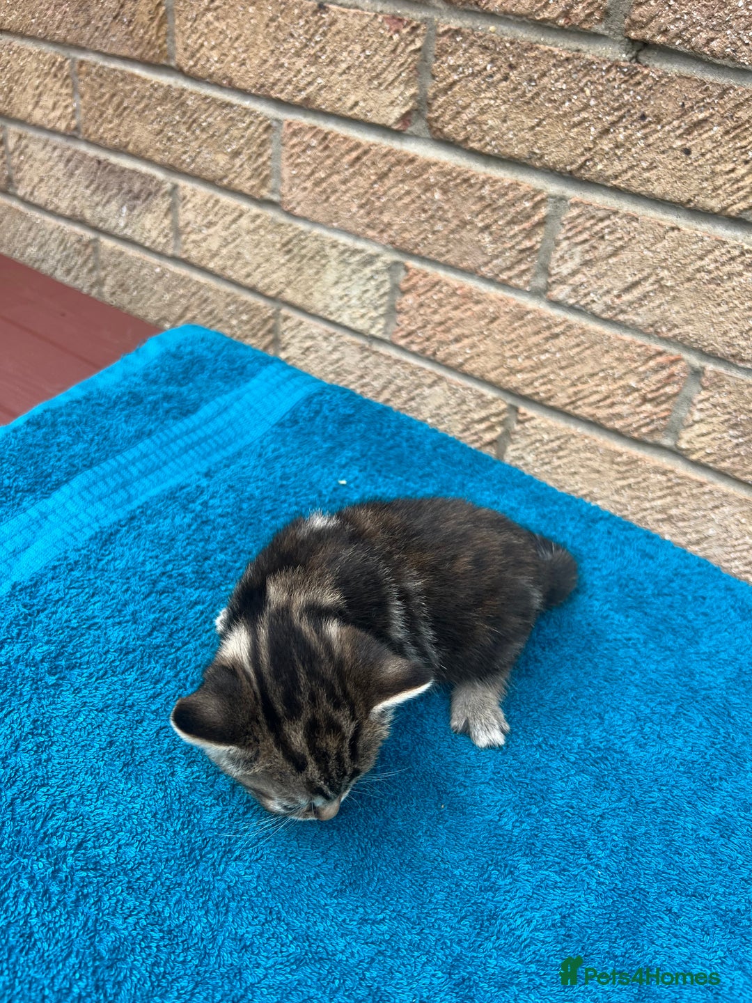 British Shorthair cats for sale: Multicoloured tabby kittens  - Image 6