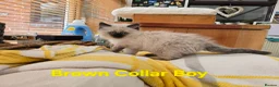 Ragdoll cats for sale: Beautiful ragdolls - Advert 24