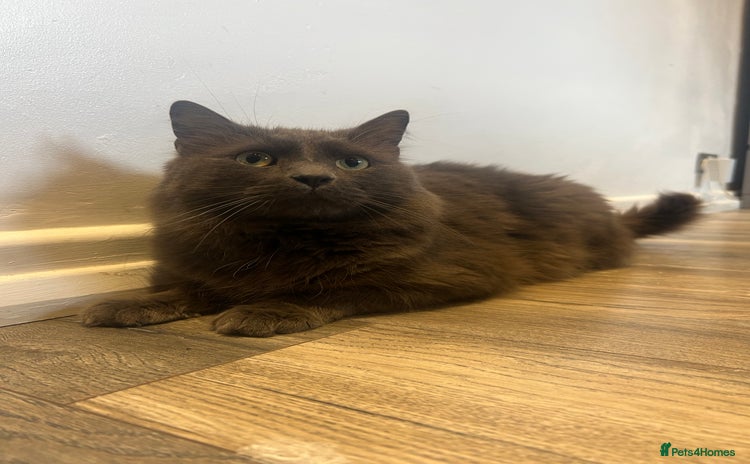 British Longhair cats - Advert 1
