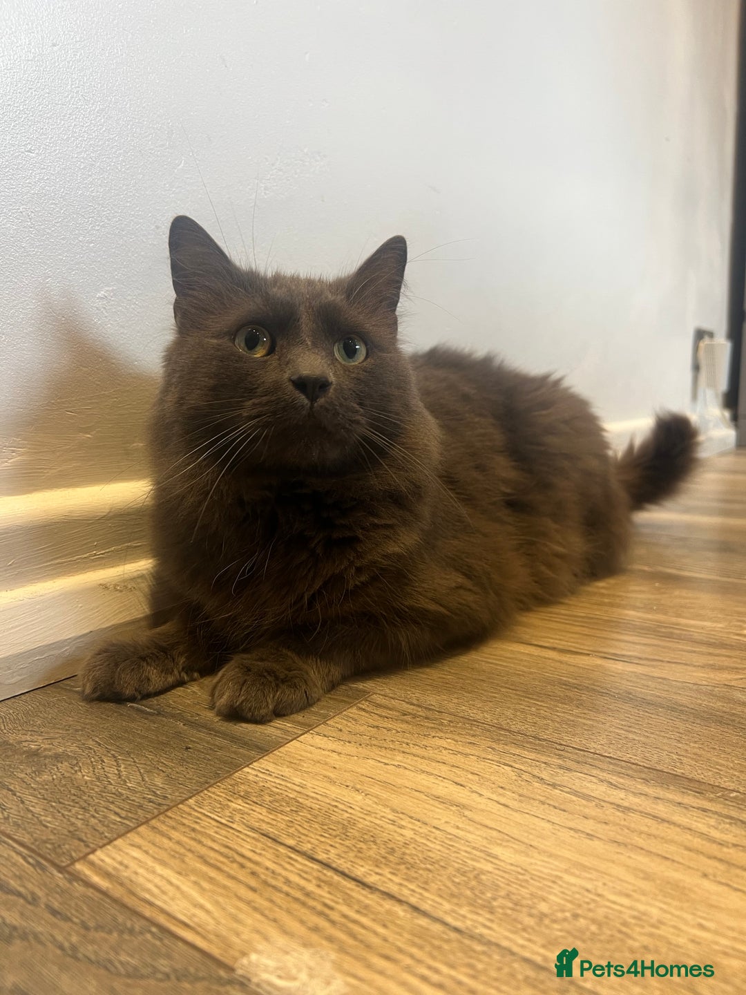 British Longhair cats for sale: British blue long hair - Image 1