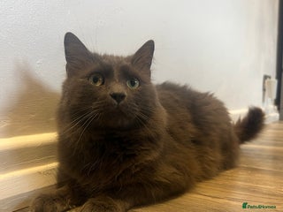 British Longhair cats - Advert 21