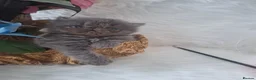 Persian cats for sale: Blue Persian Kittens  - Advert 13
