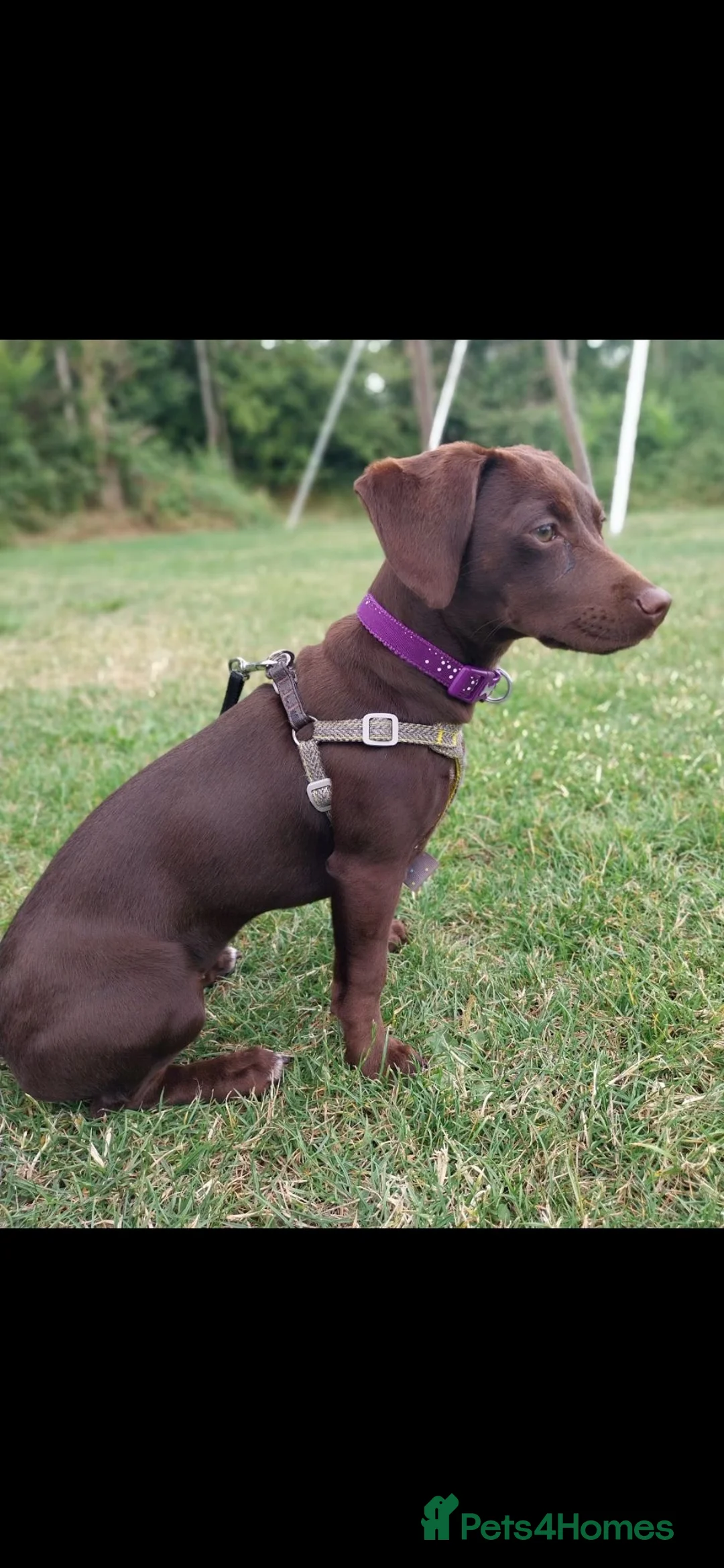 Mixed Breed dogs for sale: Beautiful Female Young Dog - Advert 6