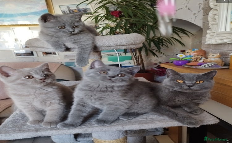 British Shorthair cats - Advert 10