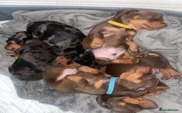 Miniature Dachshund dogs for sale: KC Reg Pedigree Mini Smooth Haired Dachshunds - Image 28