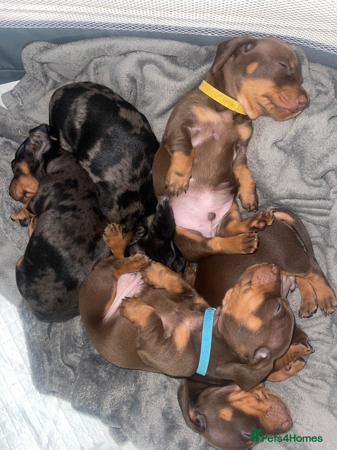 Miniature Dachshund dogs for sale: KC Reg Pedigree Mini Smooth Haired Dachshunds - Image 28