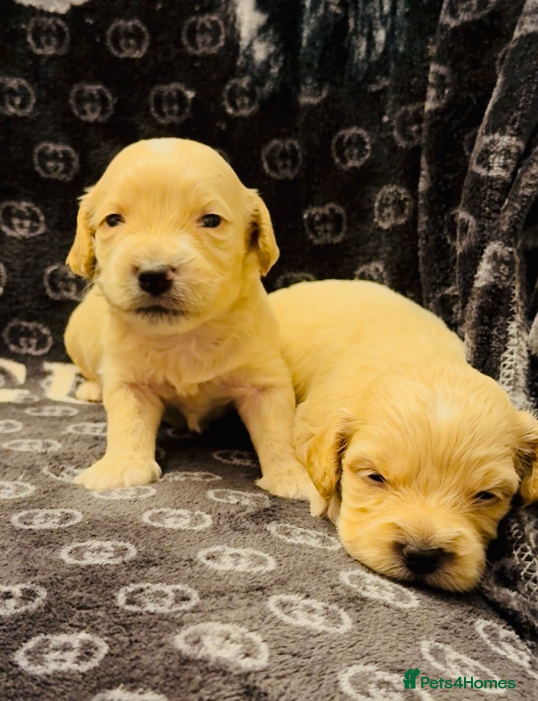 Shihpoo dogs for sale: Shipoo puppies - Image 5