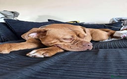 Dogue De Bordeaux dogs for sale: Bourdeau for sale  - Image 7