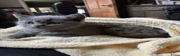 British Shorthair cats for sale: Ready now. 3 beautiful, well raised Blue BSH.  - Advert 2