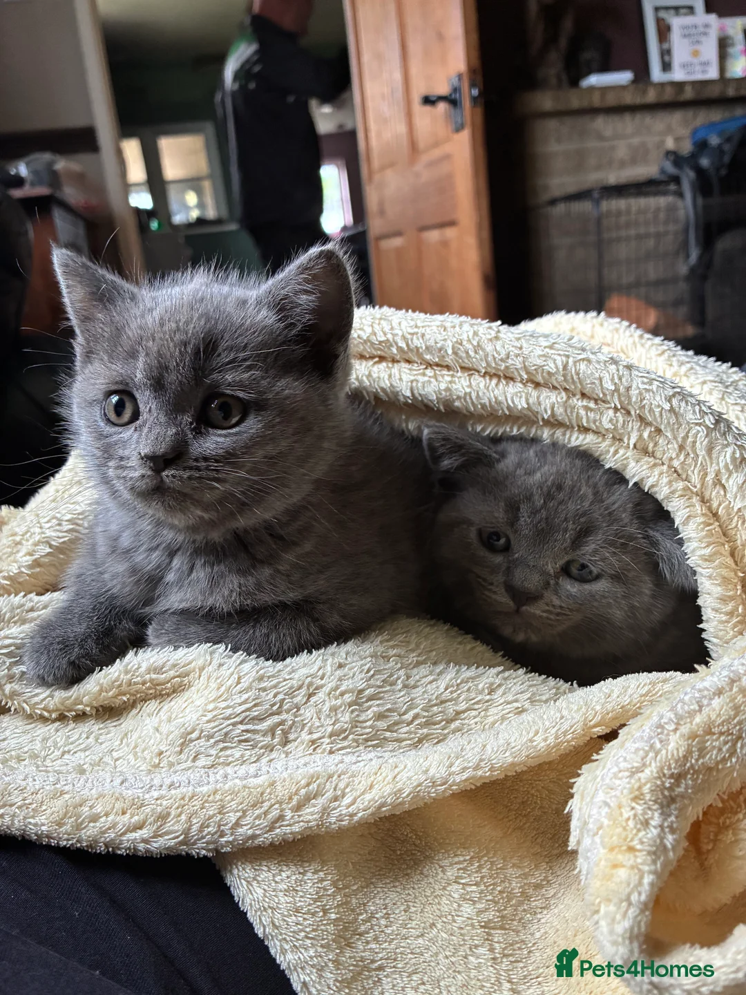 British Shorthair cats for sale: Ready now. 3 beautiful, well raised Blue BSH.  - Advert 2