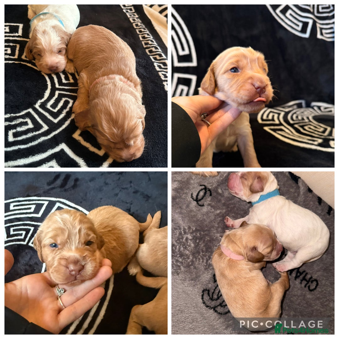 Cocker Spaniel dogs for sale: Beautiful cocker spaniel puppies  - Image 5